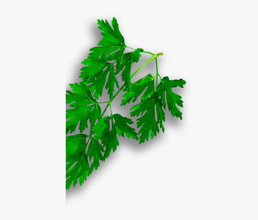 A Daring Combination With An Exotic Smell And A Unique - Gambel Oak, transparent png download