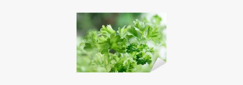 Vinilo Pixerstick Primer Plano De Perejil Fresco • - Parsley, transparent png download