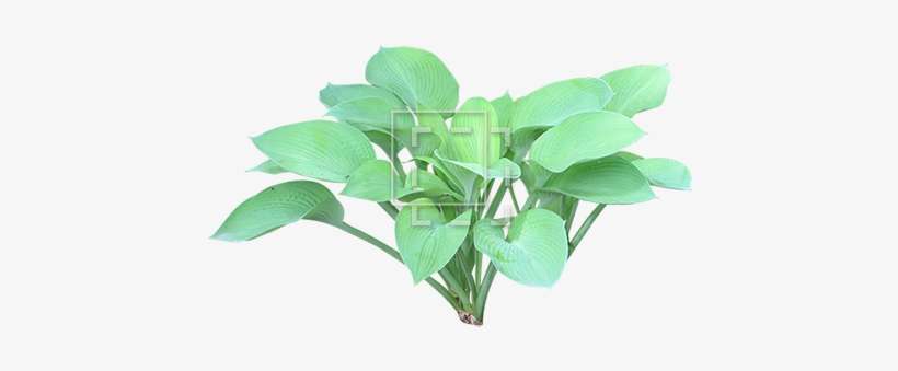 Parent Category - Hosta Plant Png, transparent png download
