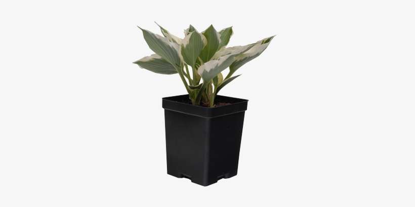 Plantain Lilies, transparent png download