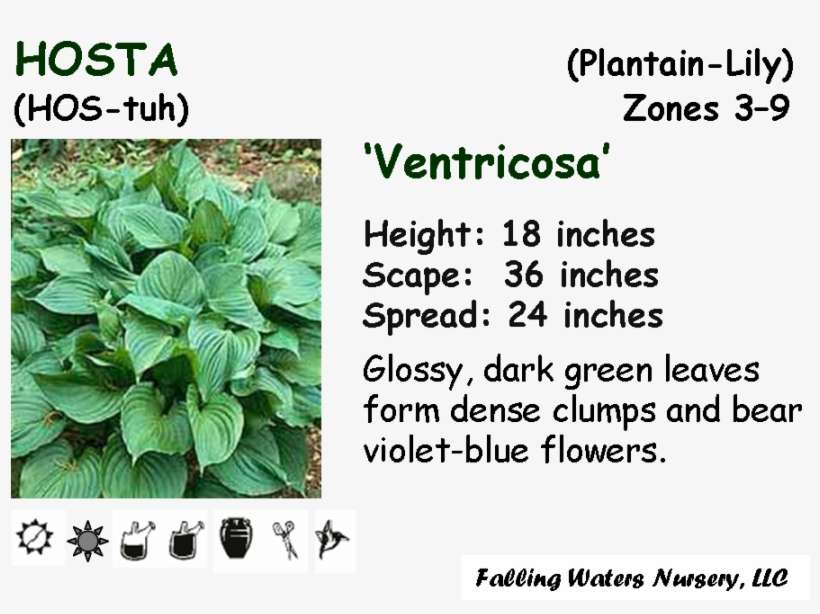 Available In 1-2 Gallon Pot - Anterior Inferior Tibiofibular Ligament, transparent png download