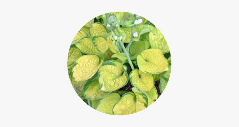 Fertile, Well Drained - Hosta Rainforest Sunrise, transparent png download