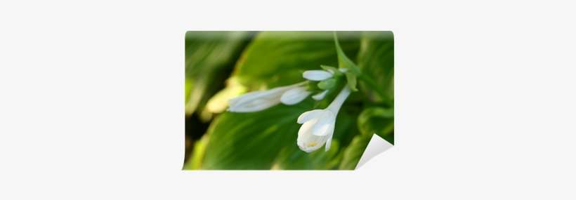Summer White Flowers, transparent png download