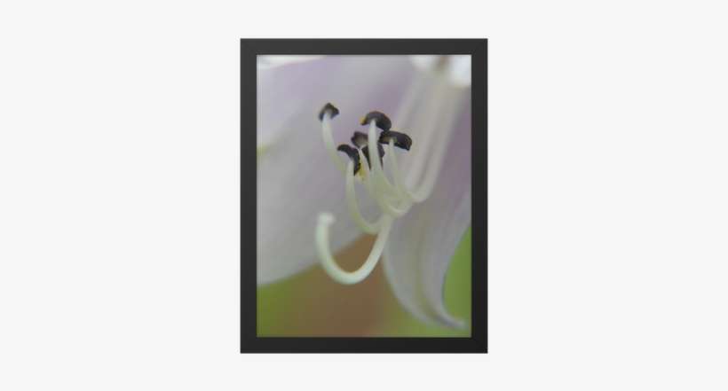 Japanese Honeysuckle, transparent png download