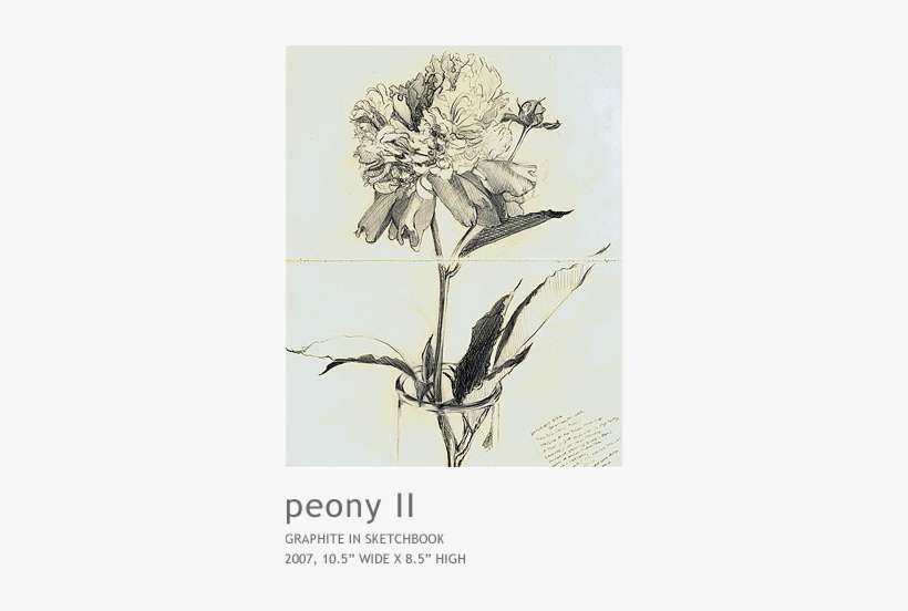 Peony2 - Orchid, transparent png download