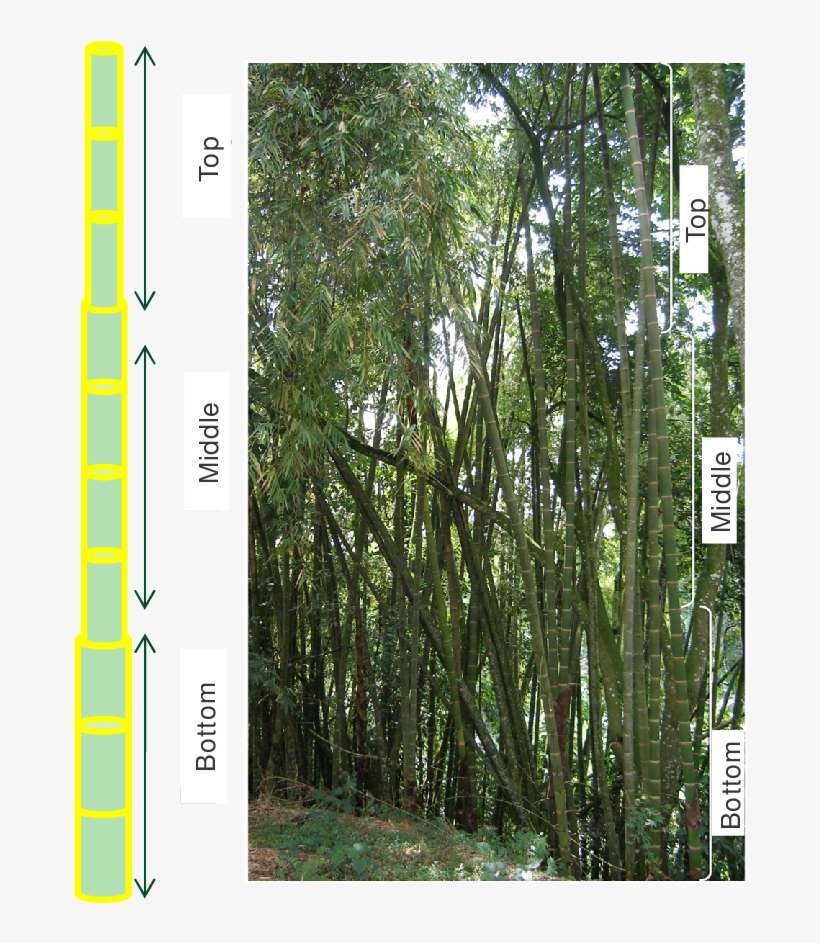 Download - Thermal Diffusivity, transparent png download