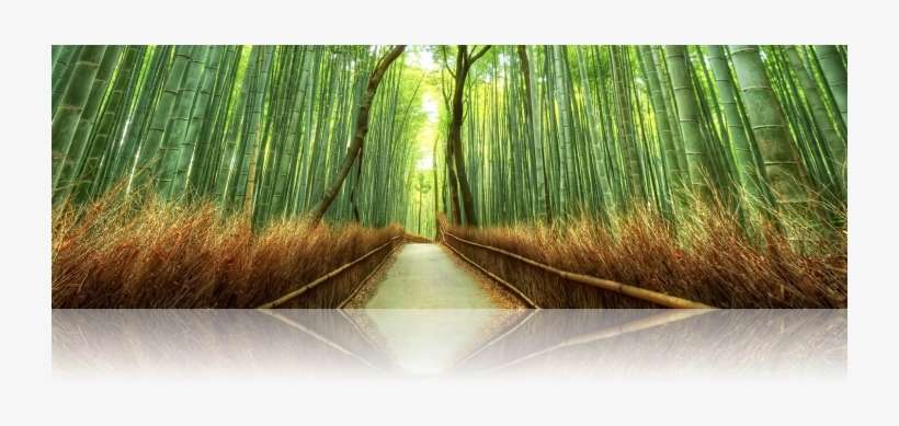 We Can Bring In 20 Foot Divisions Of Large Timber Bamboos - Arashiyama Bamboo, transparent png download