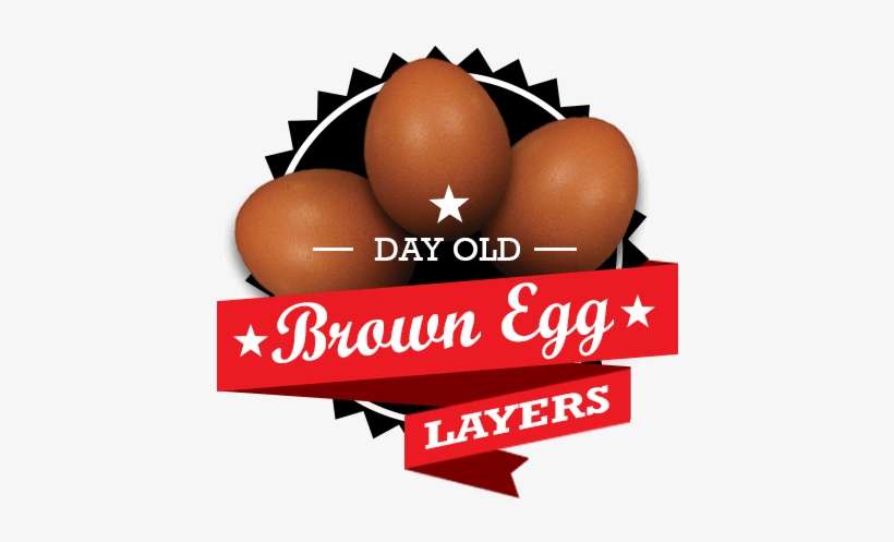 Brown Egg Layer Chicks For Sale By Mail Order - Tough Times Dont Last Tough People Do Tmt, transparent png download