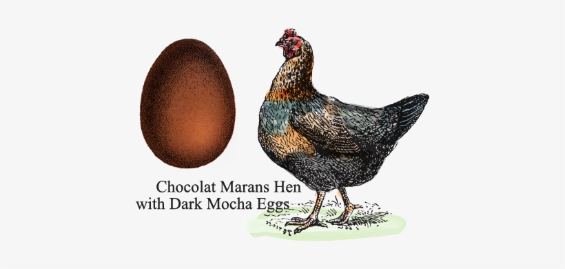 Certified Humane Free Range - Andean Blue Eggs, transparent png download