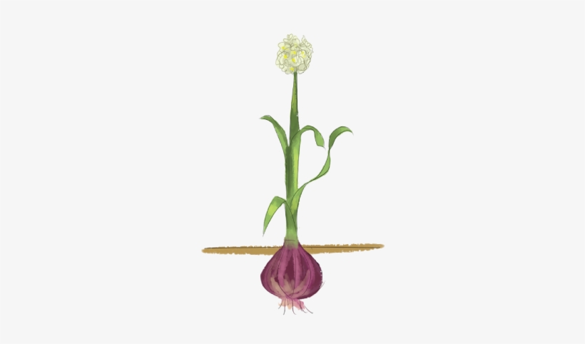 Image Result For Onion Plant Parts Of A Plant, Planting - Parts Of Onion Plant, transparent png download