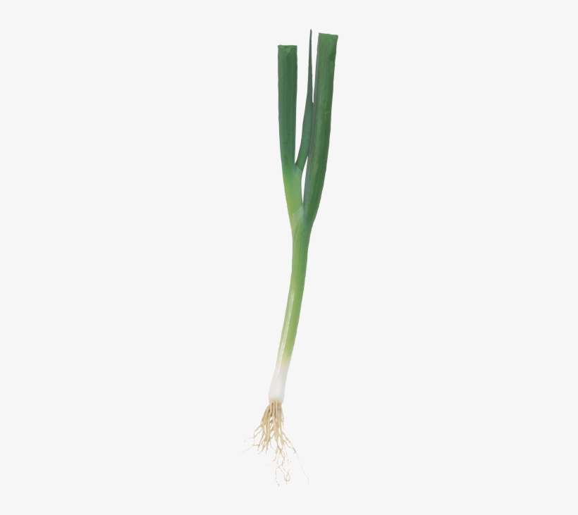 Scallion - Portable Network Graphics, transparent png download