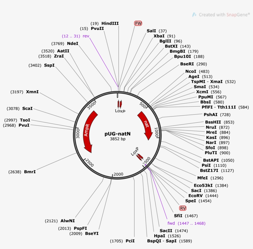 Enlarge - Download - Diagram, transparent png download