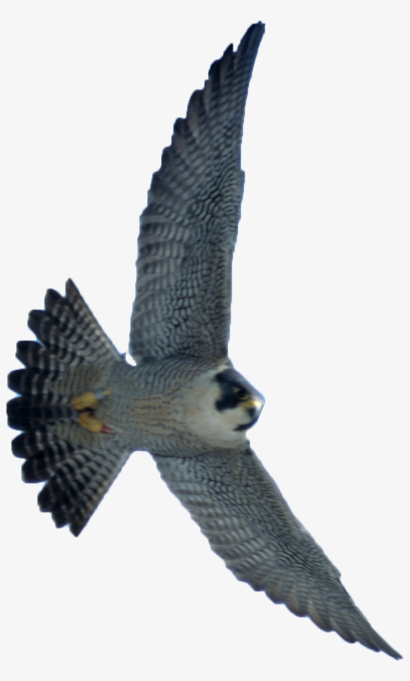 Welcome To Ohio's Live, Web-based Video Streams Of - Peregrine Png, transparent png download
