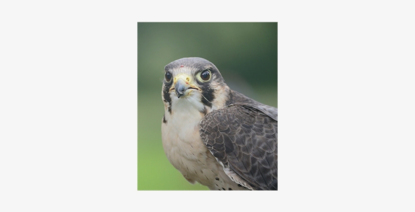 Red-tailed Hawk, transparent png download
