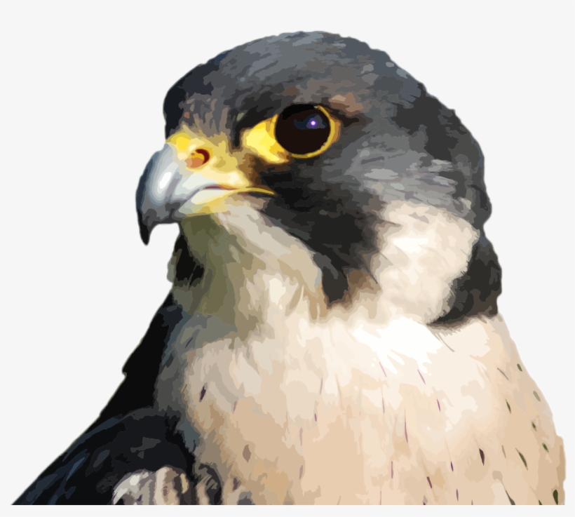 Peregrine Network - Hawk, transparent png download