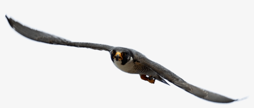 Genesee Valley Audubon Society Is A 501 (3) Not For - Education, transparent png download