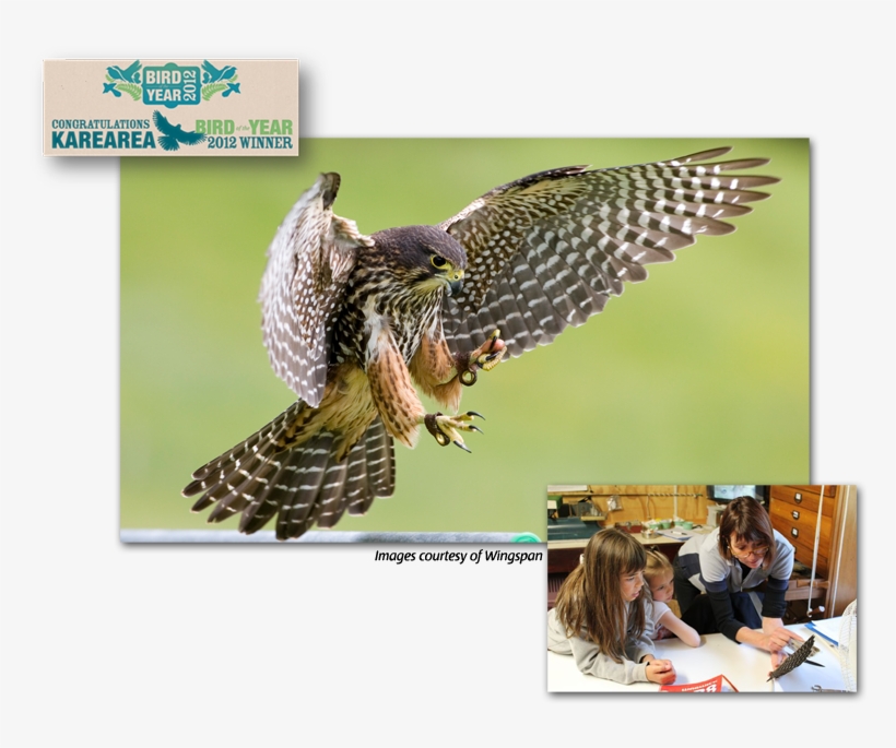 Falcon Conservation - New Zealand Falcon, transparent png download