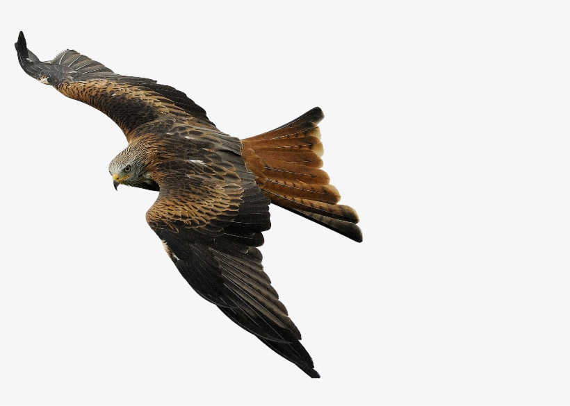 00 - 00 00 - - Bird Of Prey Png, transparent png download
