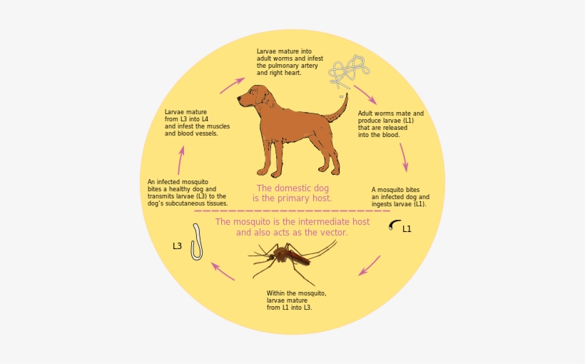 Caused By This Parasitic, Filarial Nematode, Dirofilariasis - Übertragungsweg Herzwurm Hund, transparent png download