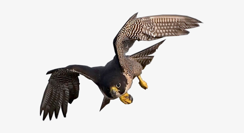 Falcon Wallpaper Lion Wallpaper, Birds Of Prey, Raptors, - Biodiversity, transparent png download