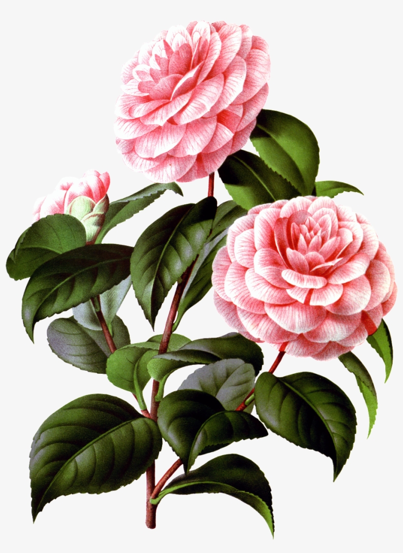 Hand Painted Realistic Camellia Flower Branches Flowers - 'paris Blanc Ii' Graphic Art Print House, transparent png download