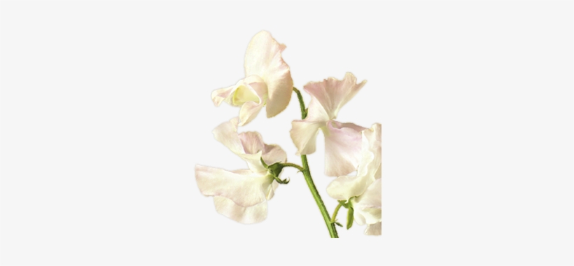Image Result For Japanese Sweet Pea Flower White - Sweet Pea Flower Drawing, transparent png download