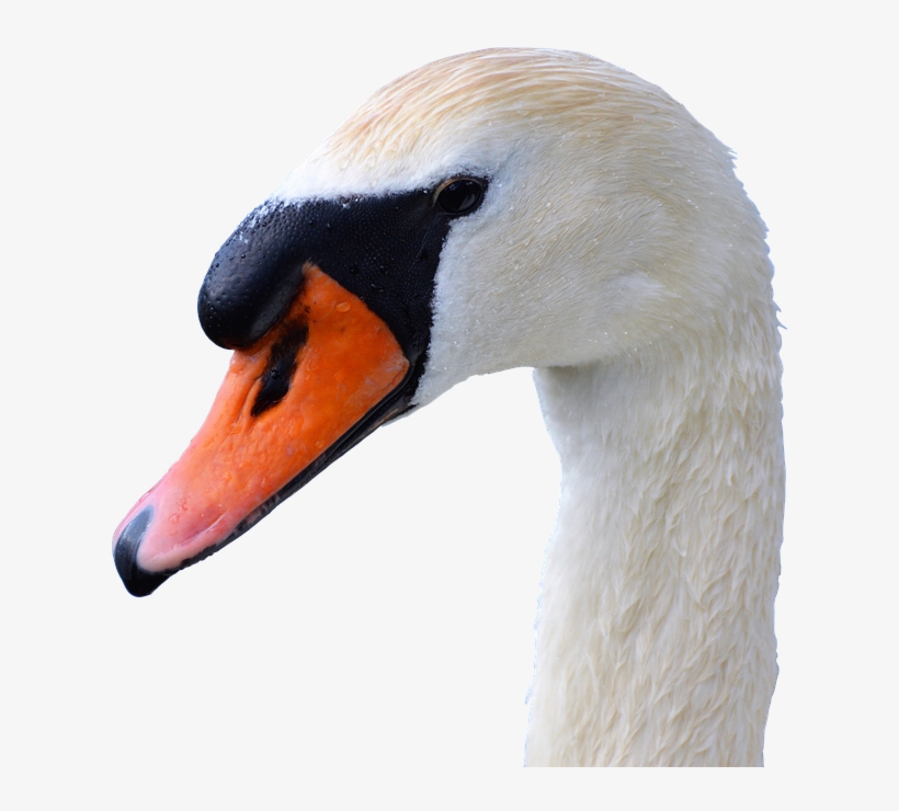 Framed Art For Your Wall Swan Head Swan Bill Water - Cb Png Edits Logo Water Editors, transparent png download
