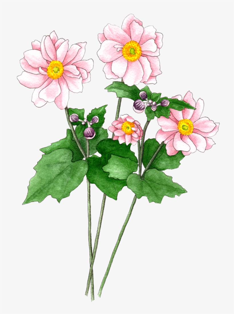Japanese Anemones Pink - Zinnia Angustifolia, transparent png download