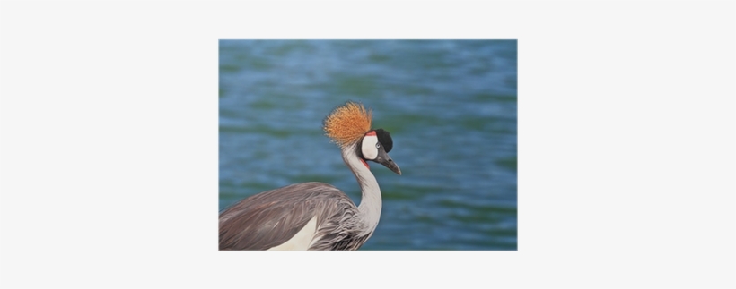 Canada Goose, transparent png download