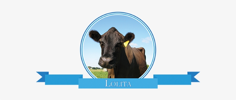 Adopt Lolita - Dairy Cow, transparent png download