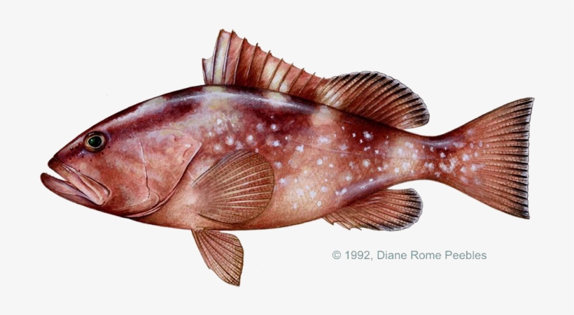 Groupers Of The Bahamas, transparent png download