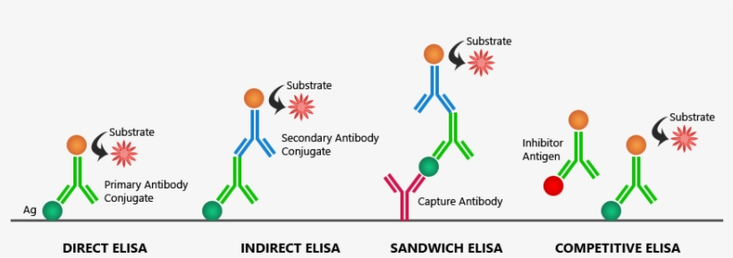 Https - //www - Bosterbio - Com/protocol And Troubleshooting/ - Direct Enzyme Linked Immunosorbent Assay, transparent png download