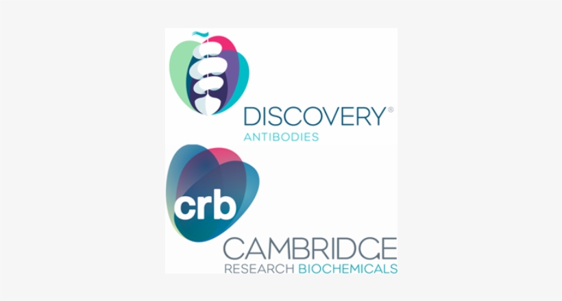 Cambridge Research Biochemicals Launches Discovery - Antibody, transparent png download