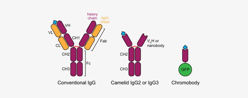 Chromobody Schematic - Camelid Antibodies, transparent png download