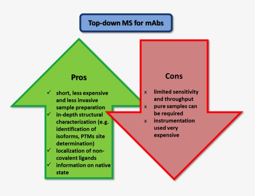 Mass Spectrometry-based Approaches For Quality Control - Monoclonal Antibodies Advantages, transparent png download