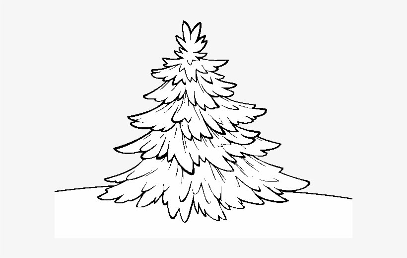 Silver Fir Coloring Page - Abeto De Colorado Dibujo, transparent png download