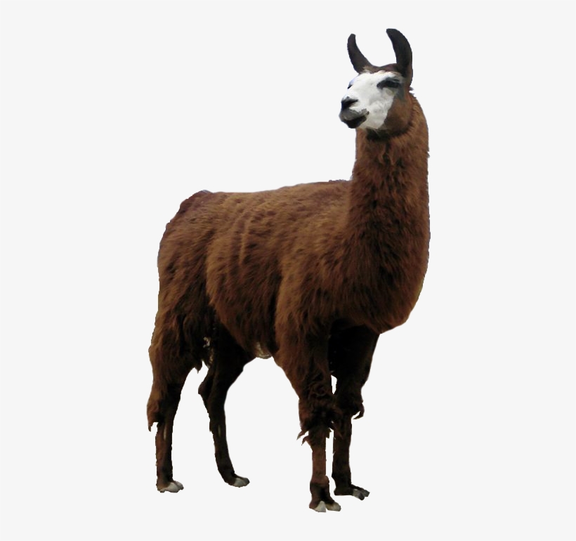 9642 Render Lama - Lama Animal, transparent png download