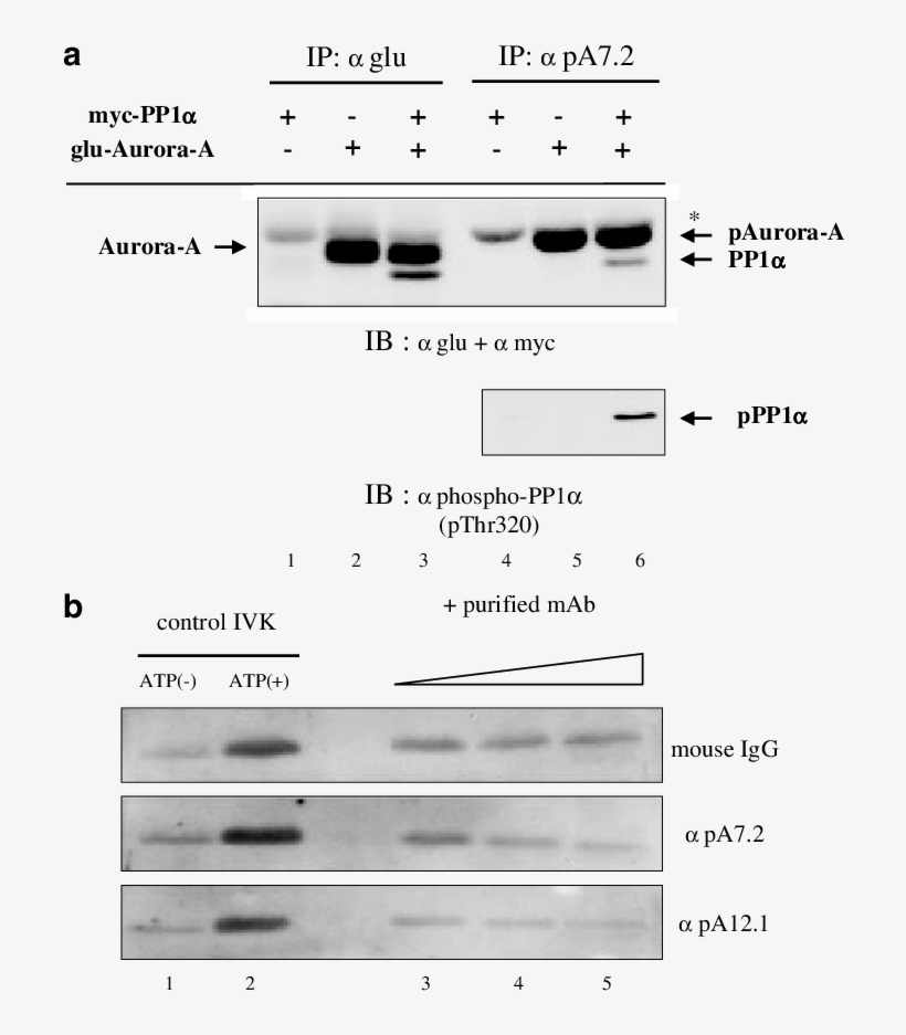Exploitation Of Anti Phospho Thr288 Aurora A Monoclonal - Myc-tag, transparent png download