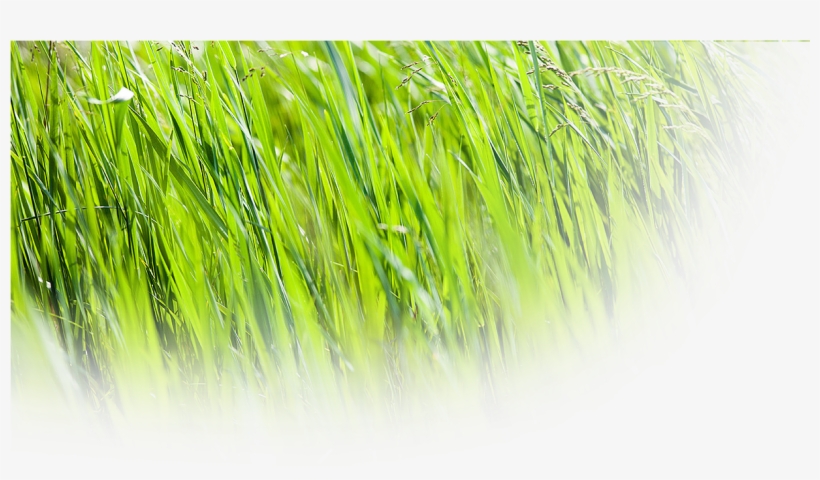 Grasses, transparent png download