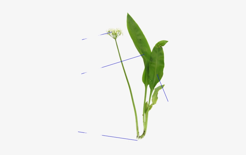 Ajo De Oso - Grass, transparent png download