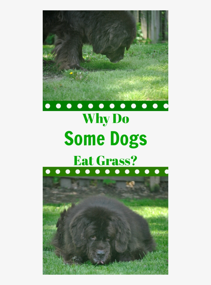 Contary To Popular Belief, When Dogs Eat Grass It Doesn't - Dog, transparent png download