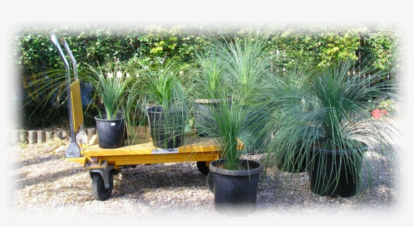 Buy Grass Trees - Grass Trees For Sale, transparent png download