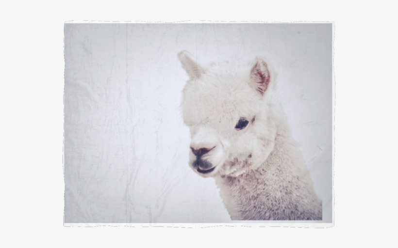 Lama Blanket 3 Sizes - Blanket, transparent png download