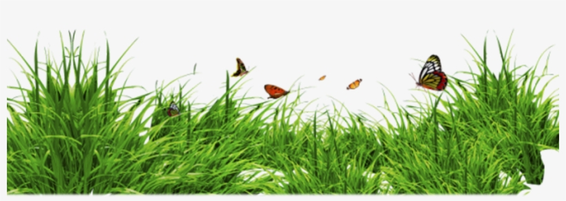 Png Format Grass Png Hd, transparent png download