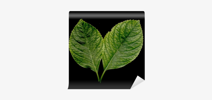 Photography, transparent png download