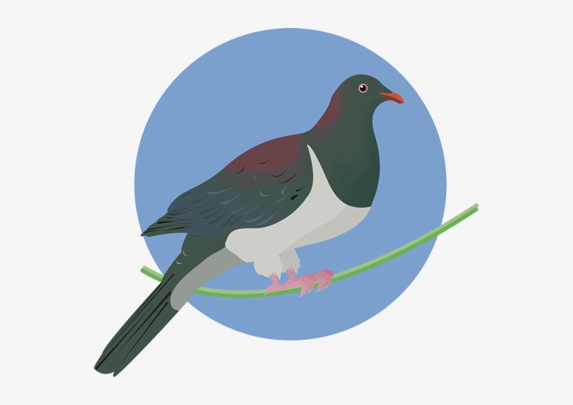 How To Identify Birds - Finches, transparent png download