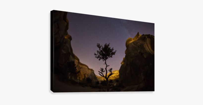Tree In The Night With Milky Way In Background Canvas - Tree, transparent png download