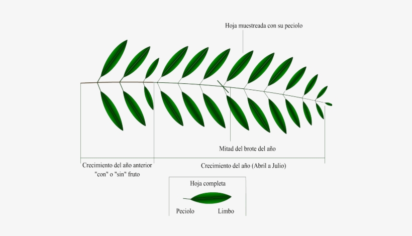Esquema De Un Brote De Olivo En El Que Se Muestra El - Hoja Del Olivo Caracteristicas, transparent png download