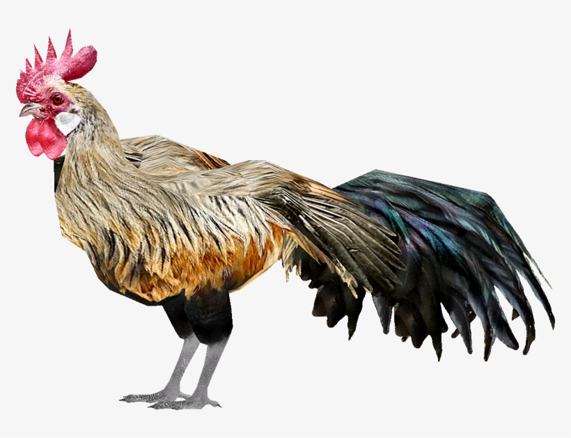 Chicken - Zt2 Chicken, transparent png download