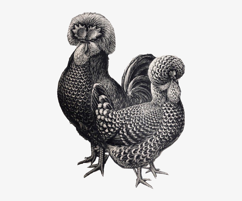 3 Dec - Rooster, transparent png download